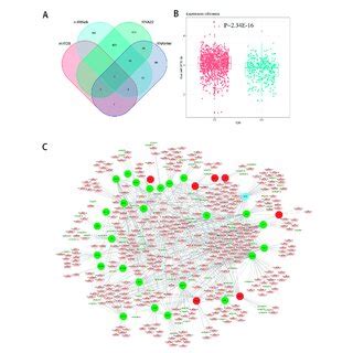 The Mrna Mirna Interaction Network A Four Databases Mirdb Mirwalk