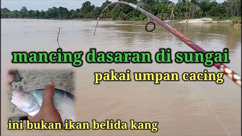 Mancing Di Sungai Besar Umpan Cacing Umpan Ikan Hidung Budak Saat