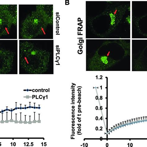 Hela Cells Expressing Gfp Tagged P115 Were Transfected With The