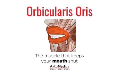 Orbicularis Oris Muscle: One of a kind sphincter in the face ...