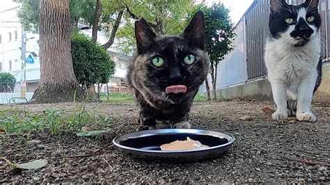 都会のさくら猫。さび猫のわさび。ハチワレ猫のクルミにごはんをあげました。sabi Cat Wasabi I Gave Rice To