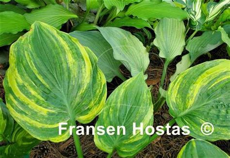 Hosta Quiet Wyatt Fransen Hostas