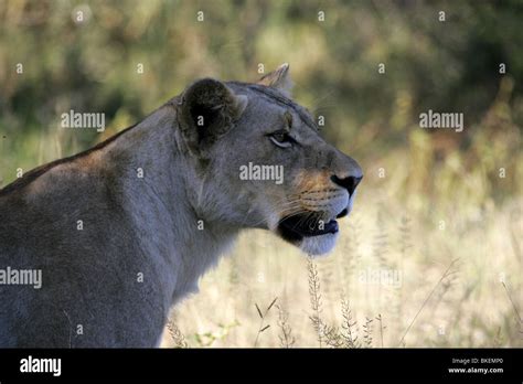 African Lioness Kruger Park South Africa Stock Photo Alamy