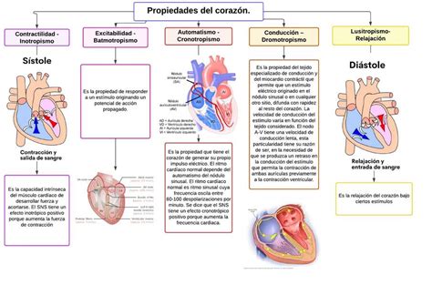 Propiedades Del Coraz N Y Funci N De V Lvulas Cardiacas Javier Udocz