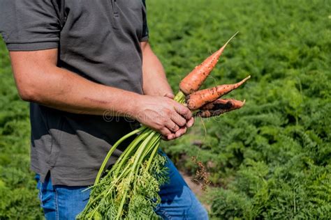 Growing Organic Carrots Carrots In The Hands Of A Farmer Stock Photo