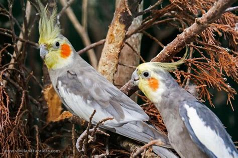 Cacatúa ninfa - Nymphicus hollandicus - Vive la Naturaleza