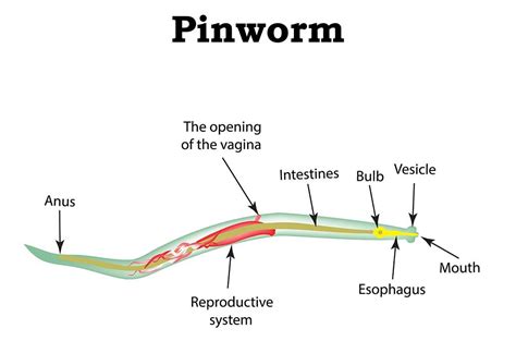 Pinworms On Anus