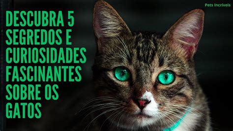 Descubra Segredos E Curiosidades Fascinantes Sobre Os Gatos Youtube