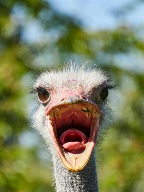 Ostrich Chases Two Cyclists - Animals Around The Globe