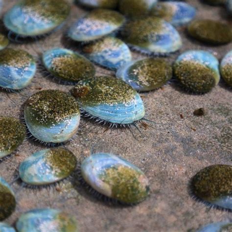 What is abalone — Ocean Jewelry