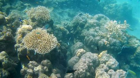 Coral Reefs Of India