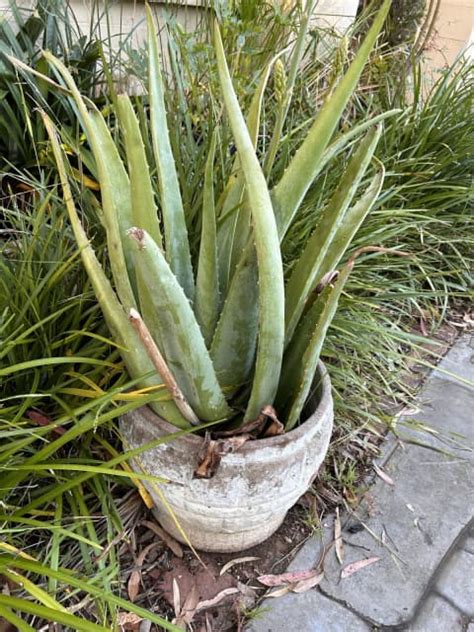 Giant Very Old Mature Aloe Vera Plants Available Plants Gumtree