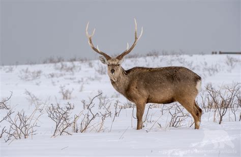 Wild Hokkaido - Fascination Wildlife