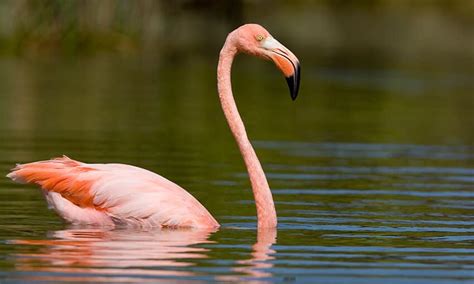 The 3 Pink Birds in Florida - Wild Bird Scoop