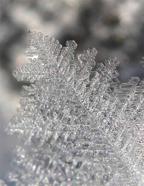 Hoar-frost stock photo. Image of nature, hoarfrost, desing - 12416040