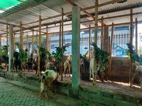 Naik Rp Ekor Segini Harga Kambing Jelang Iduladha Di Kota Solo