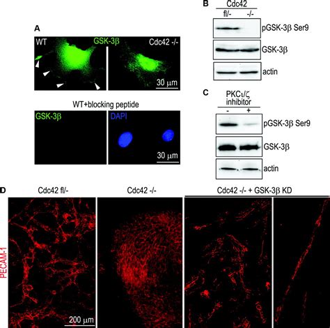 Cdc42 Controls Vascular Network Assembly Through Protein Kinase Cι During Embryonic