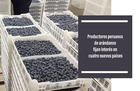 Productores peruanos de arándanos fijan interés en cuatro nuevos países