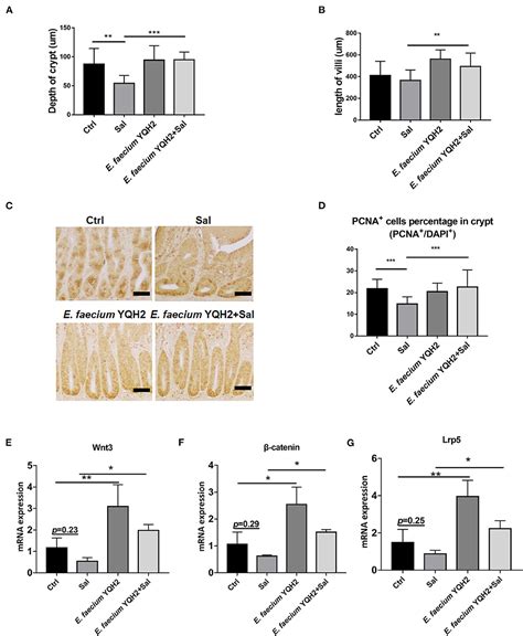 Frontiers The Protective Effect Of E Faecium On S Typhimurium