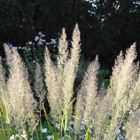 Calamagrostis Brachytricha L Arbre Est Dans Ses Fleurs