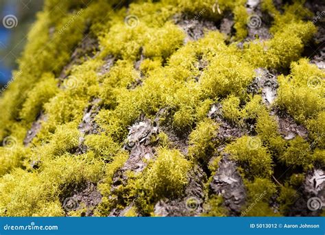 青苔结构树 库存照片 图片 包括有 国家 蓝色 图象 横向 青苔 绿色 黄色 五颜六色 照片 5013012