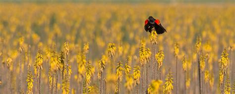 Travis Audubon Inspiring Conservation Through Birding