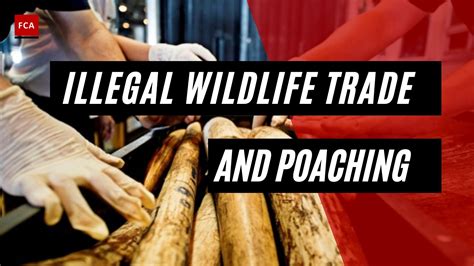 Consequences Of Illegal Wildlife Trade And Poaching