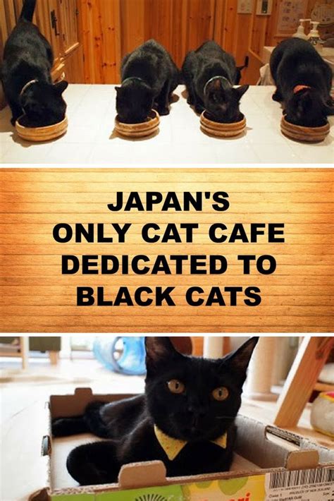 What To Do In Himeji Japan You Could Visit Nekobiyaka The Only Cat