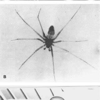 A. Araña capulina. B. Araña violinista. C. Necrosis. | Download ...