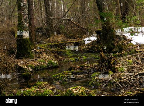 Coniferous And Mixed Forests Hi Res Stock Photography And Images Alamy