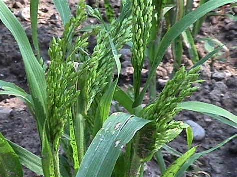 Mijo Panicum Miliaceum L