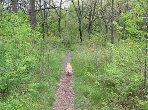 10 Of The Best Off Leash Dog Parks In Canada Chatelaine