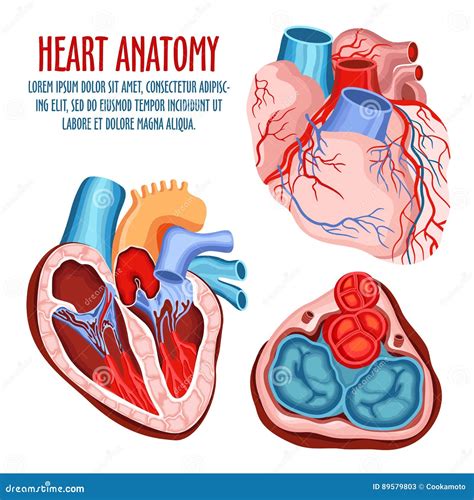 Medizinischen Und Der Anatomie Des Herzens Plakat Der Struktur Vektor