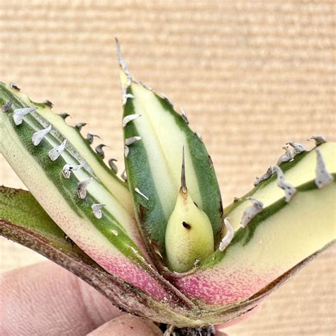 Yahoo!オークション - 【Lj_plants】Q850 アガベ チタノタ 黑鯨錦 黄中...