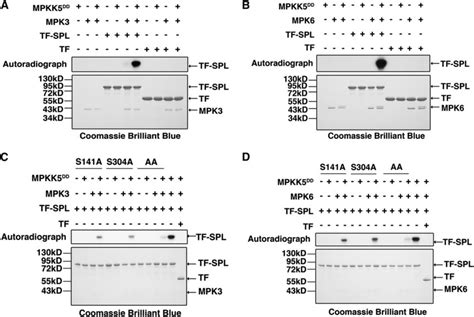 In Vitro Kinase Assay A And B Spl Is Phosphorylated By Mpk3 A And