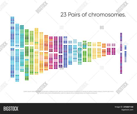 Chromosomes Pairs. Image & Photo (Free Trial) | Bigstock