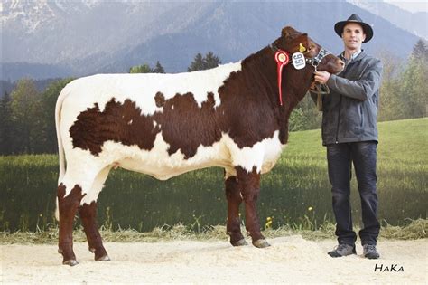 Pinzgauer Beim Genostar Fleischrindertag Fleischrinder Austria