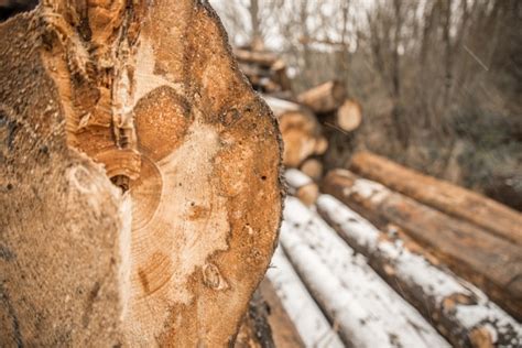 Pilha De Madeira Formando Uma Parede Problemas De Ecologia E