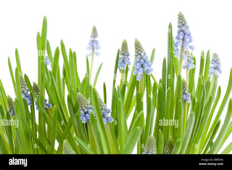 Muscari botryoides flor también conocido como azul jacinto de la uva en