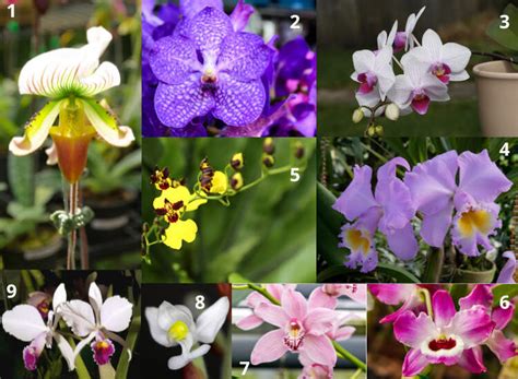 Orchid Species: How Many There Are, Types and Photos