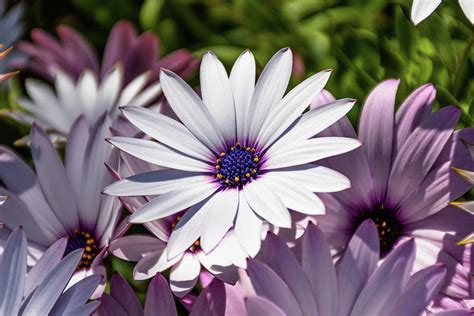 White African Daisy Dimorphotheca Ecklonis Photograph By Luis Ga Lugamor Pixels