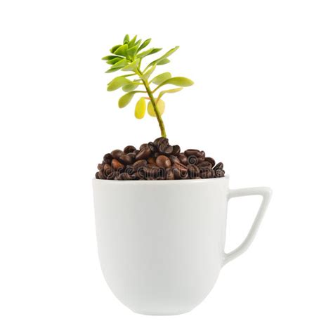 Green Plant Growing From The Cup Stock Image Image Of Care Leaf