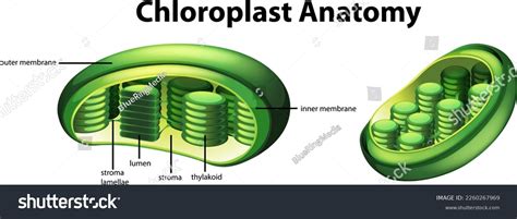 Diagram Showing Chloroplast Anatomy Illustration Stock Vector Royalty