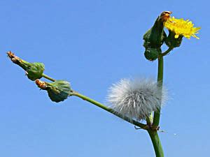 medicinal herbs: SOW THISTLE - Sonchus oleraceus