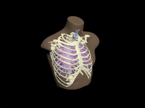 Adult Thorax for X-Ray CT, MRI