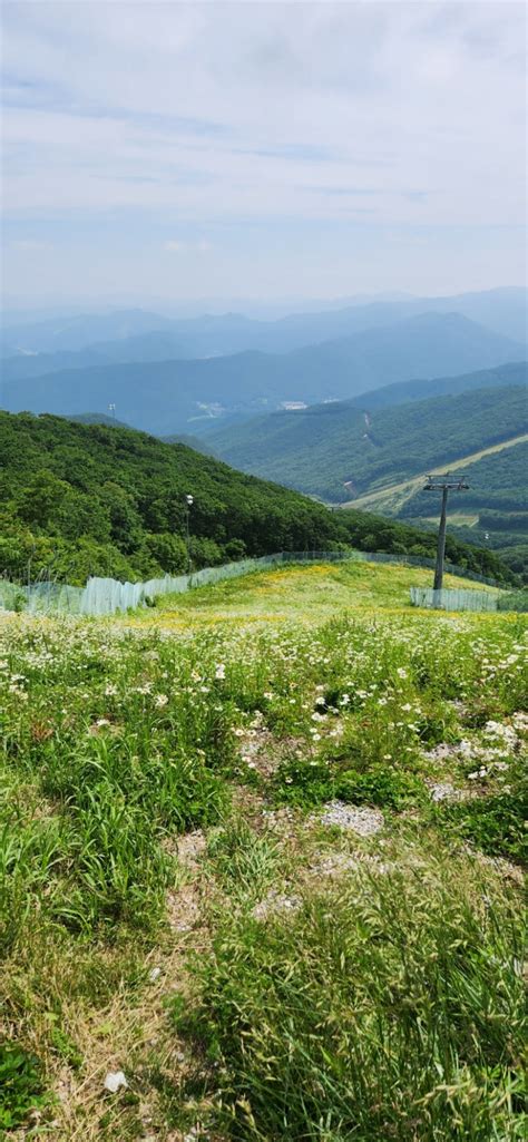 정선 하이원리조트 스카이 1340 곤돌라 하늘길 산책~~ 네이버 블로그