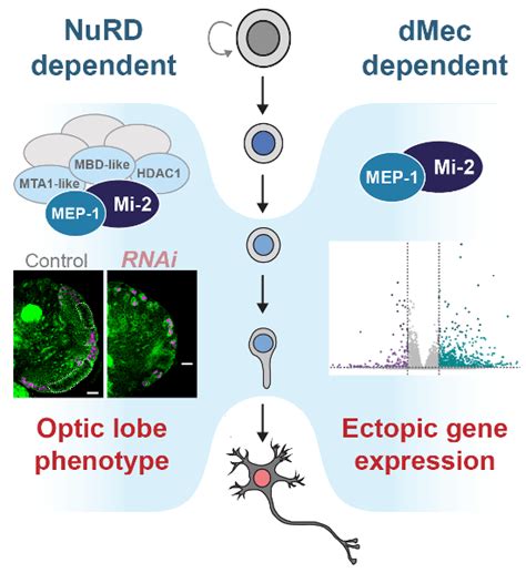 Nurdindependent Mi Activity Represses Ectopic Gene Expression During