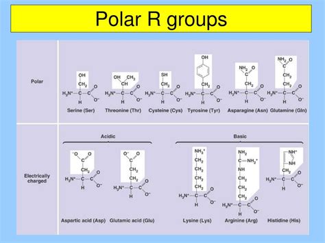 Which Amino Acids Contain Polar Uncharged R Groups At Melissa Haston Blog