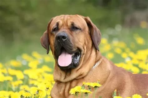 Qui N Ganar A Una Pelea Entre Un Pitbull Y Un Lobo Beagle Spain