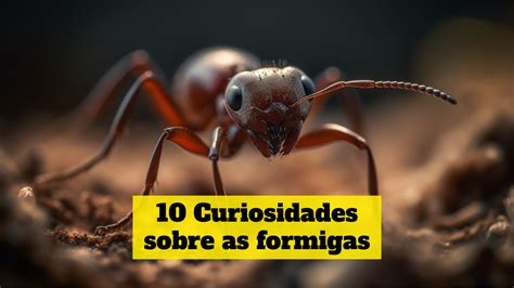 10 Curiosidades Sobre As Formigas Criaturas Surpreendentes